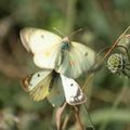 Colias en Aveyron