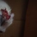 Naji, petit chaton scalpé à l'oreille coupée 