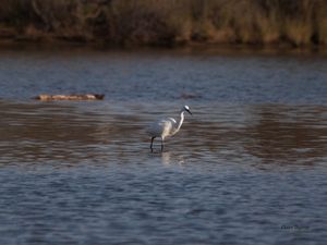 Aigrette garzette aux étangs