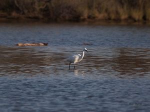 Aigrette garzette aux étangs