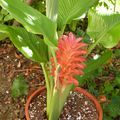 CURCUMA