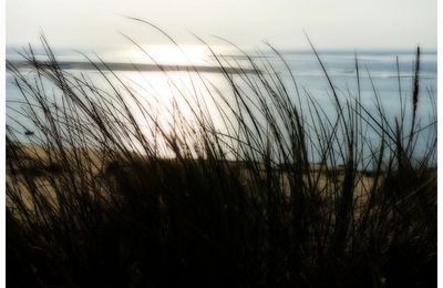 Le soleil et les herbes