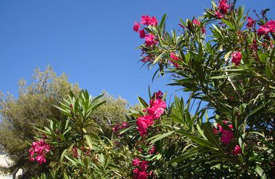 Un peu de rose...