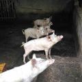 élevage de porc à MADIGOU