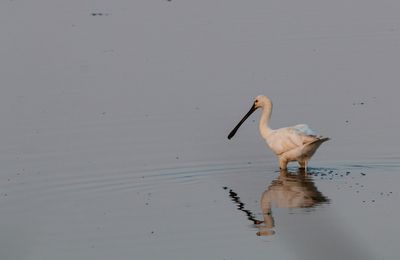 Sortie aux marais d'Orx