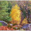 Les dernières couleurs de la forêt...