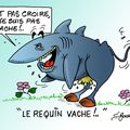 Requin vache