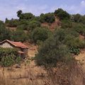 une petite maison dans la prairie kabyle