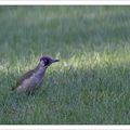 L'oiseau qui tombe à pic ....