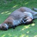 La vie est relaxe , le wallaby de Bennet et son petit