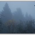 Brouillard du petit matin