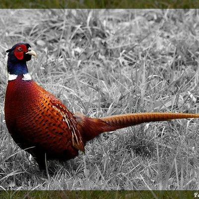 La désaturation partielle pour mettre vos sujets animaliers en valeur