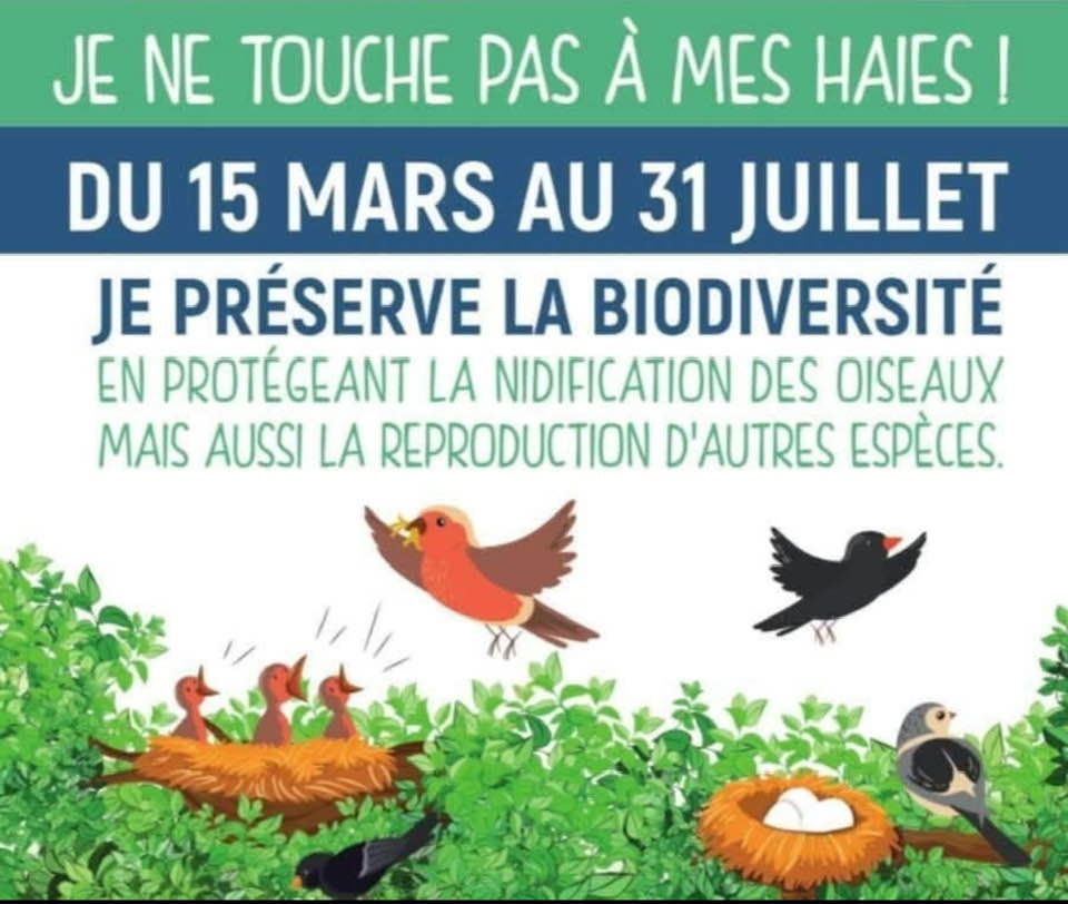 De Mars à Juillet je ne touche pas à mes haies