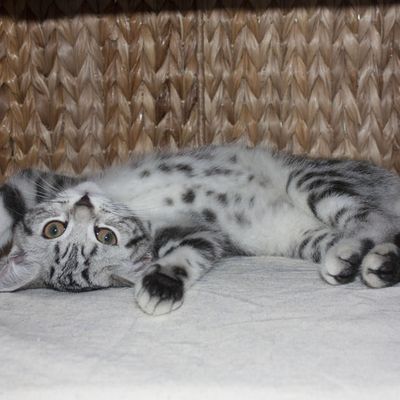 Les chatons dans leur famille...Flynn