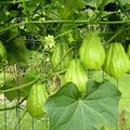 La chayotte. Cucurbitacée mexicain. Fin 15ème.