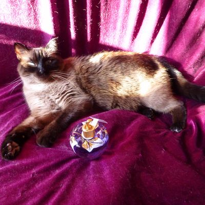 Parfumerie Europe Parrainage Gratuit Grossiste