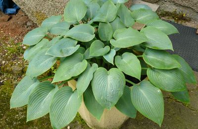 Des nouvelles de mon hosta en pot