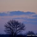 Portraits d'arbres