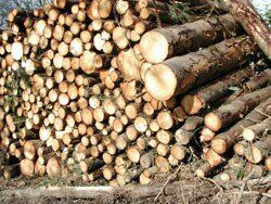 le bois, énergie écologique