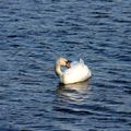 Cygne