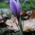 VILLENEUVE : Découvertes dans le jardin de Jean -Claude Chatelat....un pasionné de la nature !