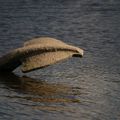 NESSIE DANS LA LOIRE ?