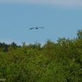 Une balade pédagogique au Lac de LEON (suite n° 2 et fin)