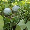 Le melon. Les guerres d’Italie. En 1495.