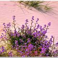 Fleurs des dunes et du littoral...