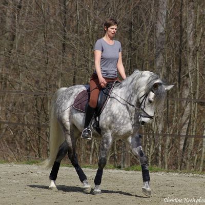 Stage de dressage