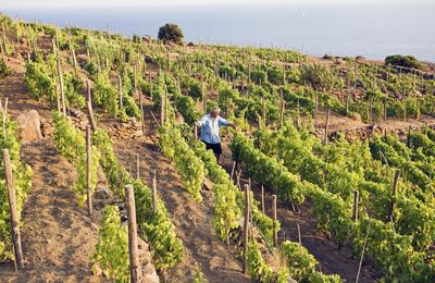 Guide des vins des îles 2 : Île de Giglio, Cantina Altura Vigneto