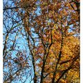 Patchwork de la forêt en automne