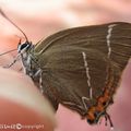 Papillon Thècla W-blanc doit son nom au "W" qui figure sur la face inférieur des ailes arrière. Se pose souvent sur les feuilles