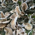Matins d'hiver