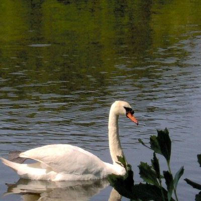 Parc ornithologique du Teich, partie 3, cygnes et paons.