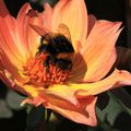 Photos Macro - Bourdon sur Dahlias 