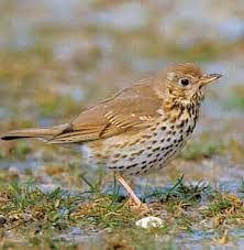 Les grives contre-attaque