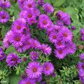 Un Aster robuste, attractif pour sa floraison tardive