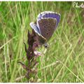 Papillon au travail