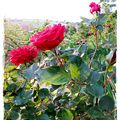 Des fleurs, de mon jardin à mon atelier 