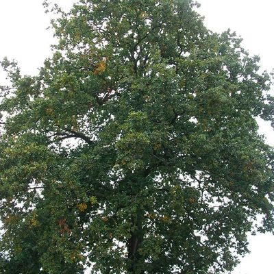 Le chêne pédonculé