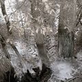 Fleurs de givre et dessins de glace