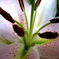 Fleur d'iris