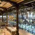 Le Muséum des Sciences naturelles de Bruxelles