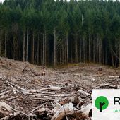 La loi agricole s'attaque aussi aux forêts