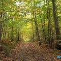 Happy Sunday Evening #12 - Promenade en forêt