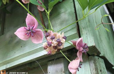 L'Akébia aux fleurs et fruits hors du commun !