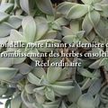 hirondelle noire faisant sa dernière chasse