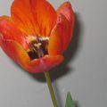 Première tulipe du printemps...
