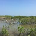 CHINE - Un plan pour restaurer et protéger les mangroves